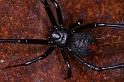 Latrodectus_hasselti_D3458_Z_85_Karinji NP_Australie